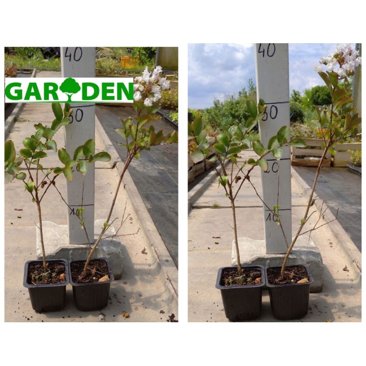 Lagerstroemia czerwona mrozoodporna miododajna