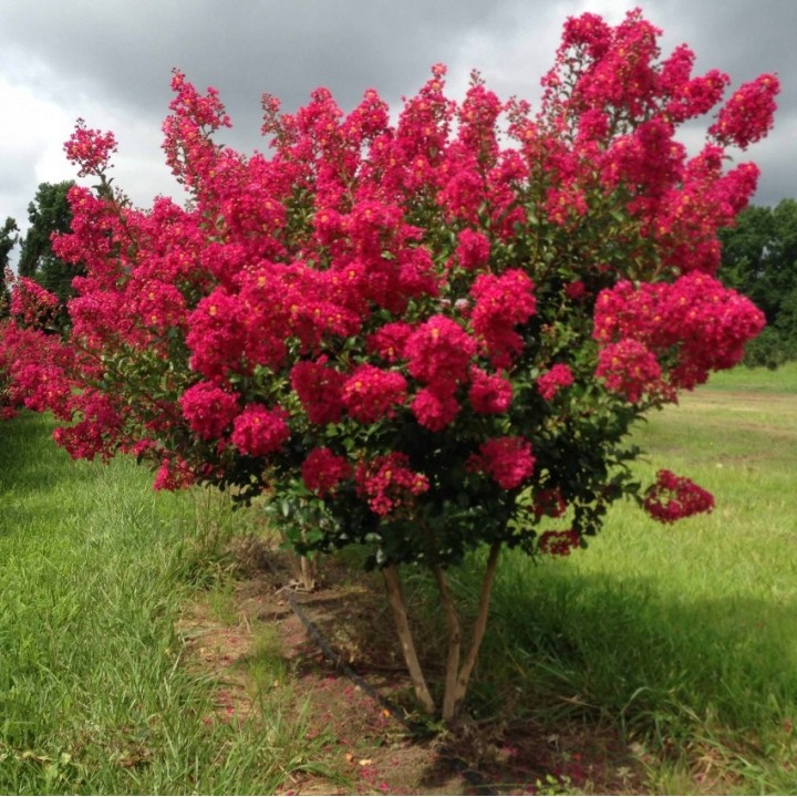 Lagerstroemia czerwona mrozoodporna miododajna