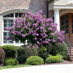 Lagerstroemia indyjska fioletowa sadzonka 20-30 cm, P9