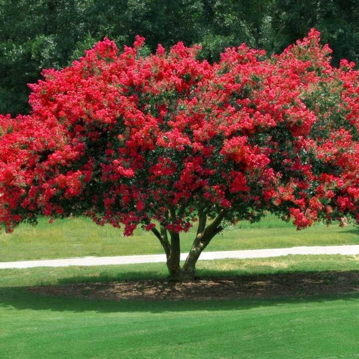 Lagerstroemia czerwona mrozoodporna miododajna