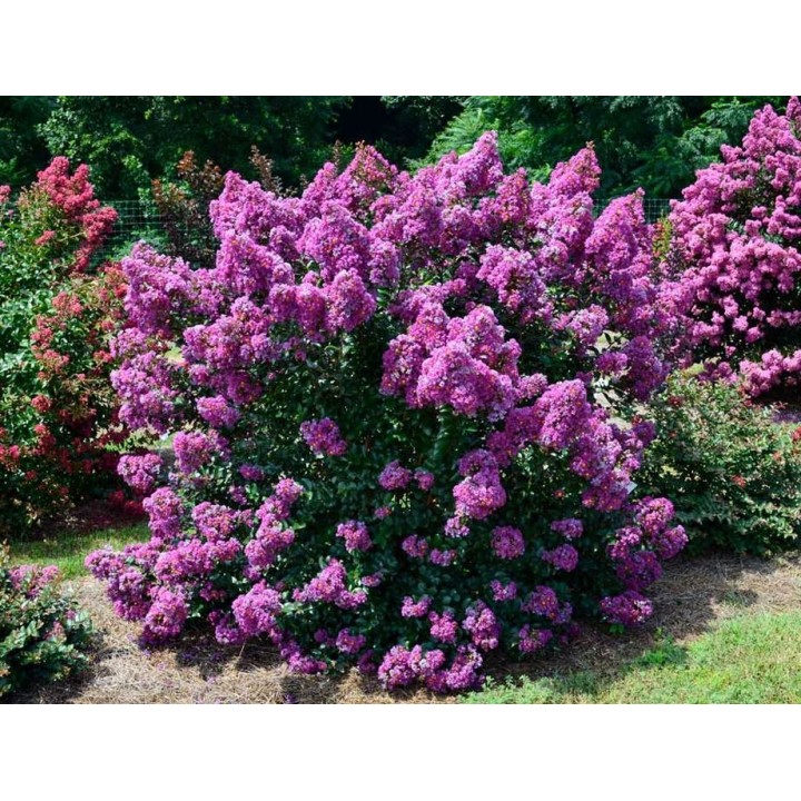 Lagerstroemia indyjska fioletowa Kwitnie 120 dni