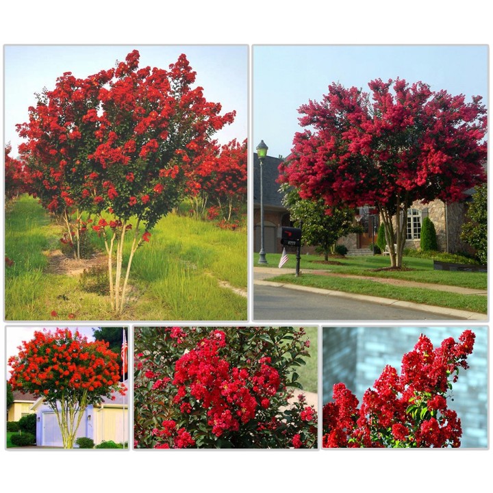 Lagerstroemia indyjska fioletowa Mrozoodporna sadz