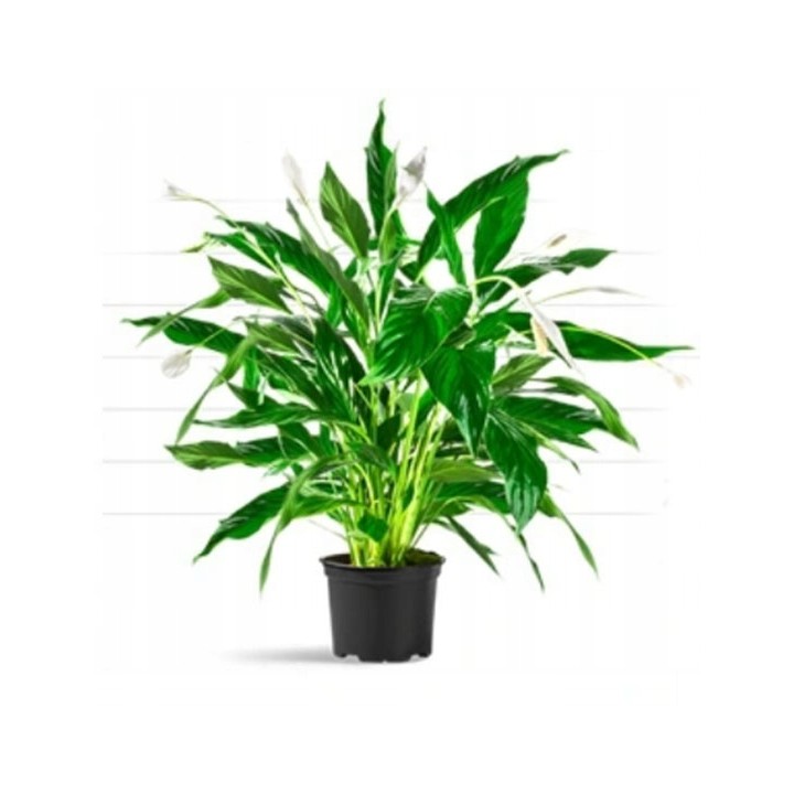 Lagerstroemia indyjska fioletowa Kwitnie 120 dni