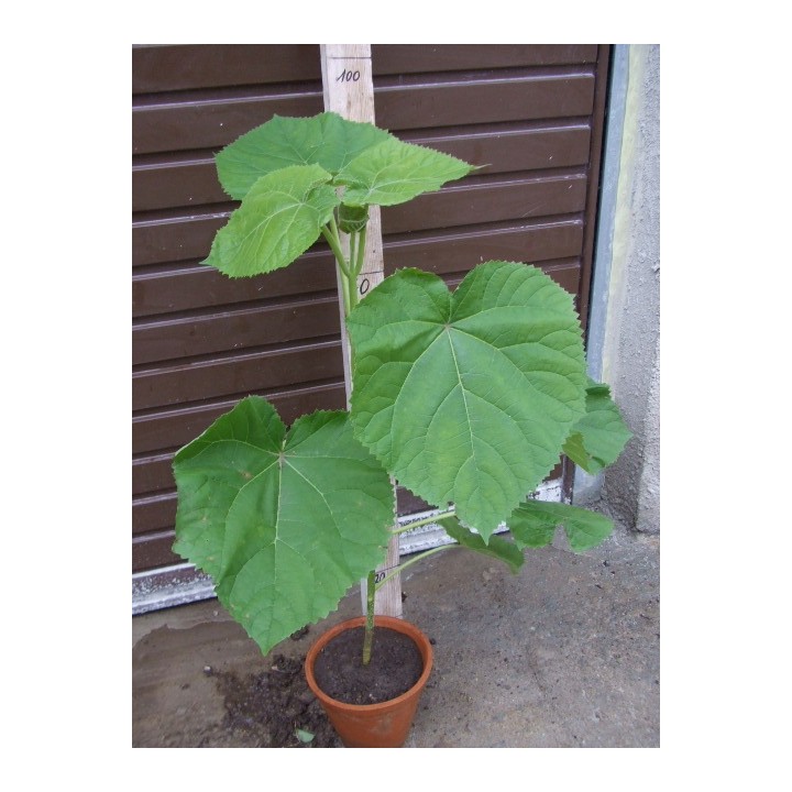 Paulownia Cesarska – Szybkorosnąca sadzonka 50–70 cm (P9) „Drzewo Tlenowe”