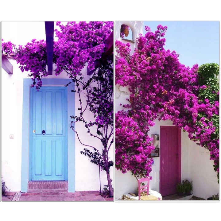 Lagerstroemia indyjska fioletowa Mrozoodporna sadz