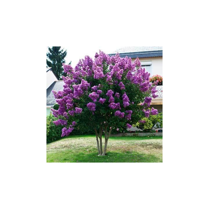 Lagerstroemia indyjska fioletowa Mrozoodporna sadz