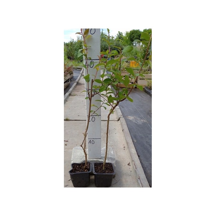 Lagerstroemia indyjska fioletowa Mrozoodporna sadz