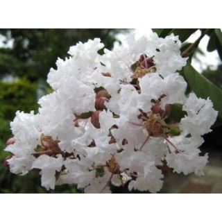 Lagerstroemia nivea biała mrozoodporna kwitnie