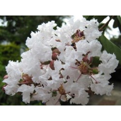 Lagerstroemia indyjska Nivea biała sadzonka 20-30 cm mrozoodporna