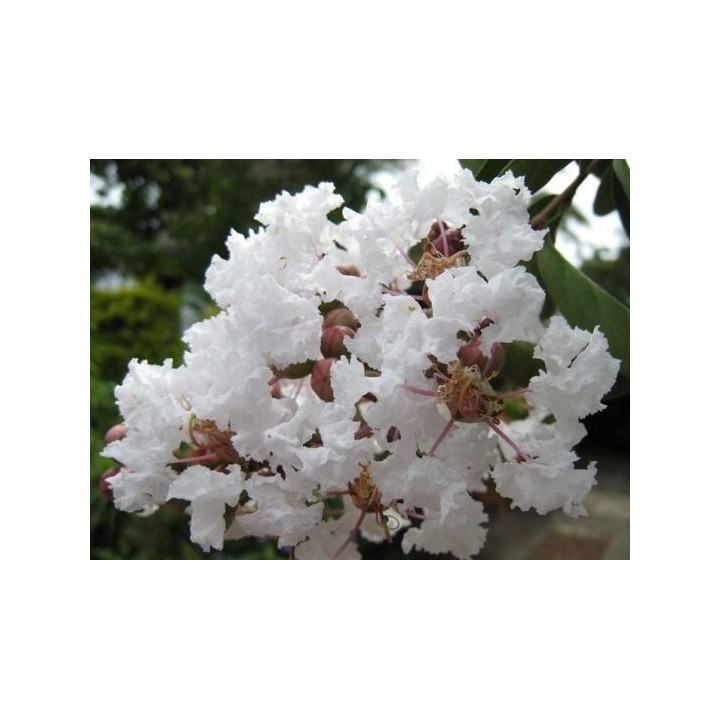 Lagerstroemia nivea biała mrozoodporna kwitnie