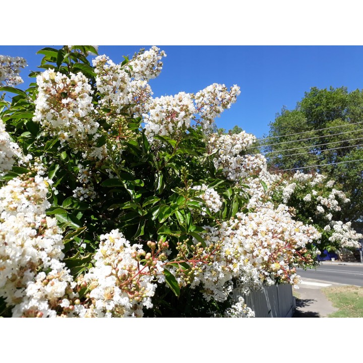 Lagerstroemia nivea biała mrozoodporna kwitnie