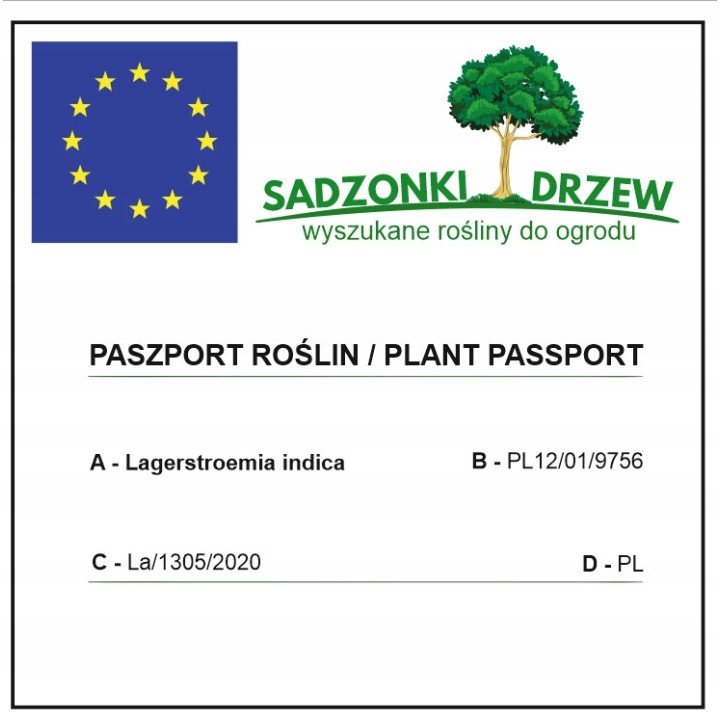 Lagerstroemia nivea biała mrozoodporna kwitnie