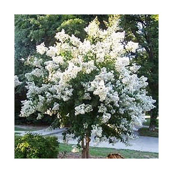 Lagerstroemia nivea biała mrozoodporna kwitnie