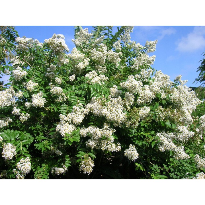 Lagerstroemia nivea biała mrozoodporna kwitnie