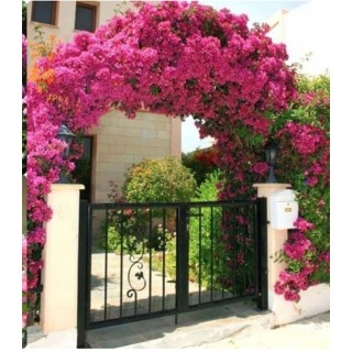 Lagerstroemia róż Kwitnie dlugo mrozoodporna duża