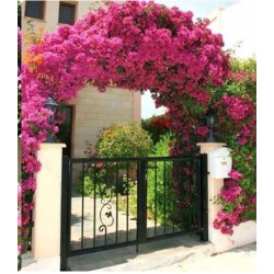 Lagerstroemia indyjska różowa (Lagerstroemia indica) sadzonka wys. 30-40 cm mrozoodporna