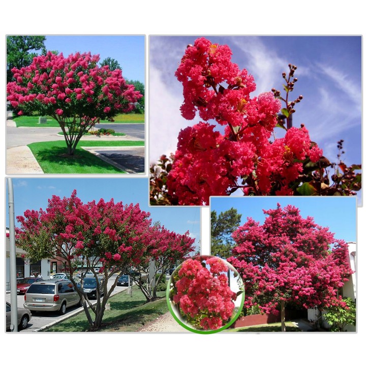 Lagerstroemia róż Kwitnie dlugo mrozoodporna duża