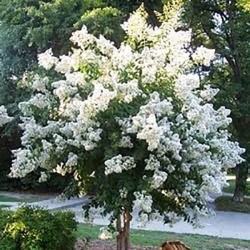 Lagerstroemia biała Mrozoodporna długo kwitnie