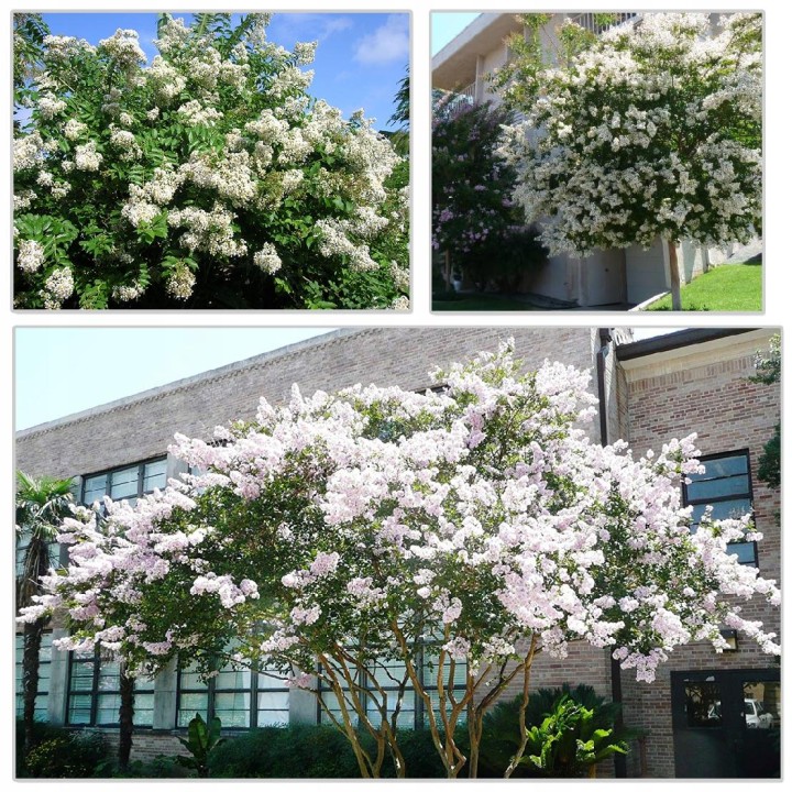 Lagerstroemia biała Mrozoodporna długo kwitnie