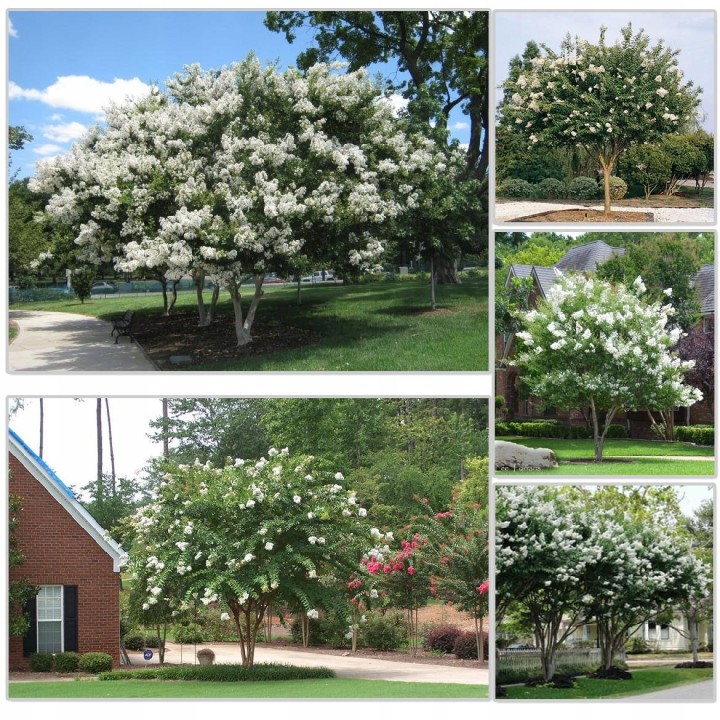 Lagerstroemia biała Mrozoodporna długo kwitnie