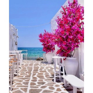 Lagerstroemia indyjska różowa Kwitnie 120 dni HIT