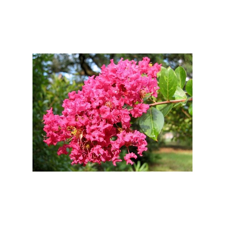 Lagerstroemia indyjska różowa Kwitnie 120 dni HIT