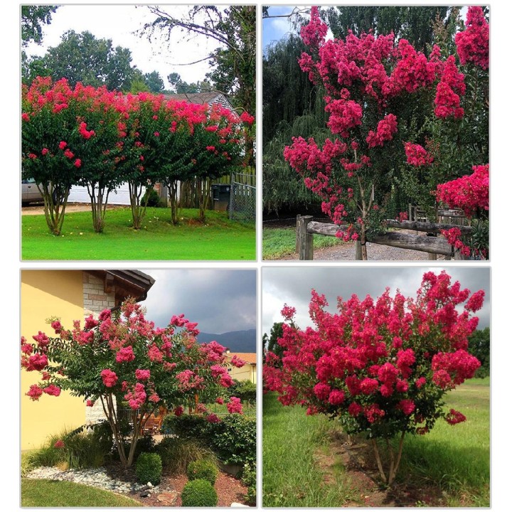 Lagerstroemia indyjska różowa Kwitnie 120 dni HIT