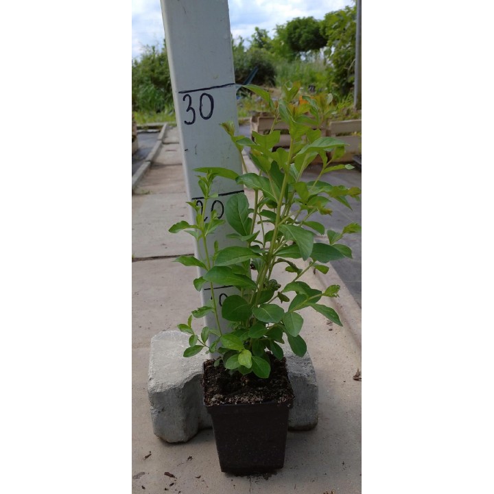 Lagerstroemia indyjska różowa Kwitnie 120 dni HIT