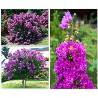 Lagerstroemia indyjska fioletowa Kwitnie 120 dni