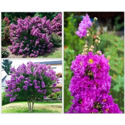 Lagerstroemia indyjska fioletowa (Lagerstroemia indica) sadzonka wys. 30-40 cm Bez Południa