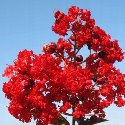 Lagerstroemia indyjska czerwona (Lagerstroemia indica) sadzonka wys. 30-40 cm Bez Południa