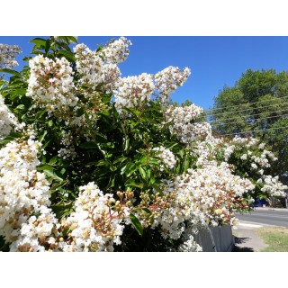 Lagerstroemia indyjska biała Kwitnie 120 dni HIT