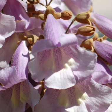 Paulownia drzewko szczęścia tlenowe carskie 40-60 cm...