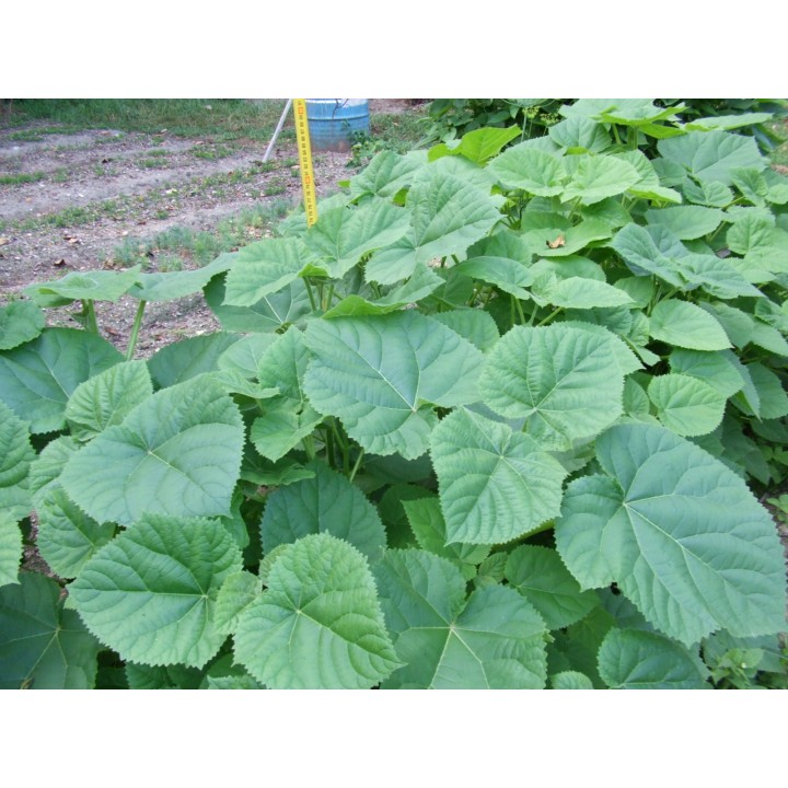 Paulownia Cesarska – Szybkorosnąca sadzonka 50–70 cm (P9) „Drzewo Tlenowe”