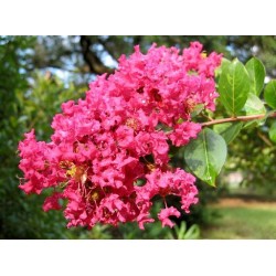 Lagerstroemia indyjska (Lagerstroemia indica) różowa sadzonka wys. 90 cm