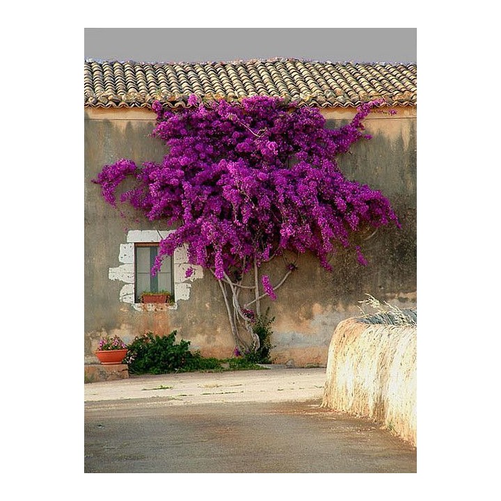 Lagerstroemia sadzonki fioletowe BEZ POŁUDNIA 40CM