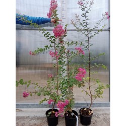 Lagerstroemia indyjska (Lagerstroemia indica) różowa sadzonka wys. 90 cm