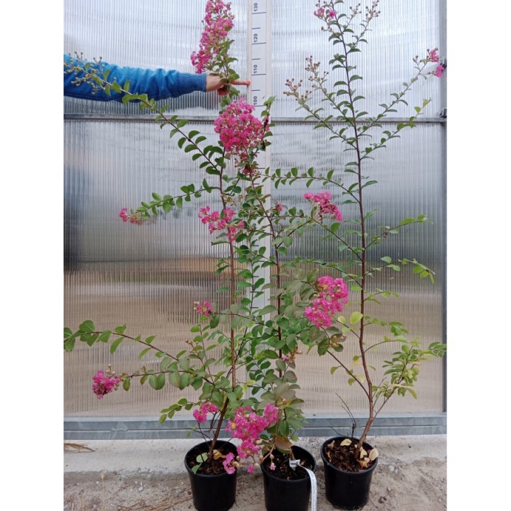 Lagerstroemia indyjska Kwitnie 120 dni w roku sadz 90 cm