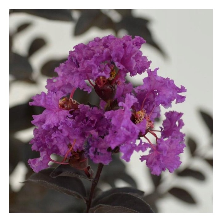 Lagerstroemia sadzonki fioletowe BEZ POŁUDNIA 40CM