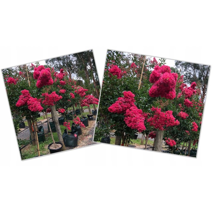 Lagerstroemia indyjska Kwitnie 120 dni w roku sadz 90 cm