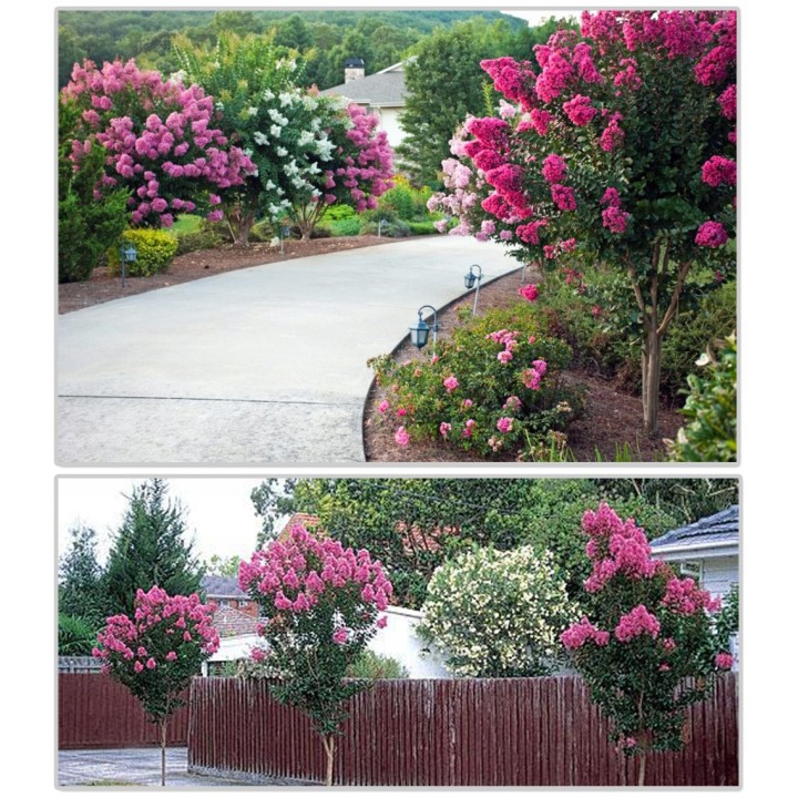 Lagerstroemia indyjska Kwitnie 120 dni w roku sadz 90 cm