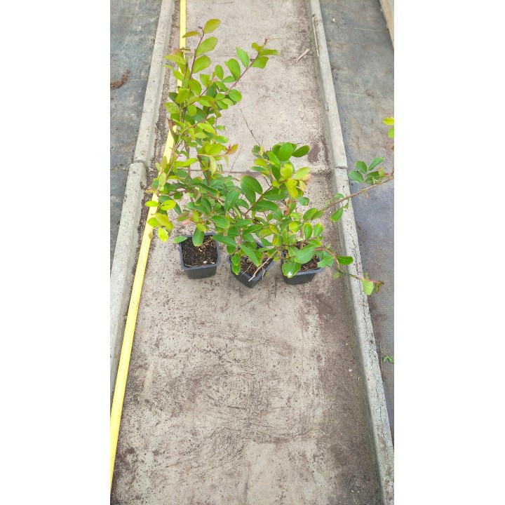 Lagerstroemia sadzonki czerwone BEZ POŁUDNIA 40CM