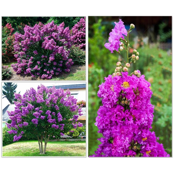 Lagerstroemia indyjska Kwitnie 120 dni w roku sadz 90 cm