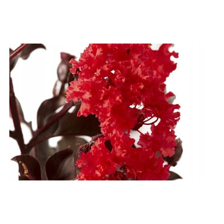 Lagerstroemia sadzonki czerwone BEZ POŁUDNIA 40CM