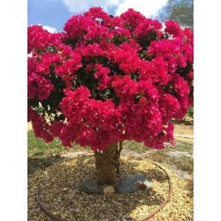 Lagerstroemia indyjska różowa (Lagerstroemia indica) sadzonka wys. 30-40 cm Bez Południa
