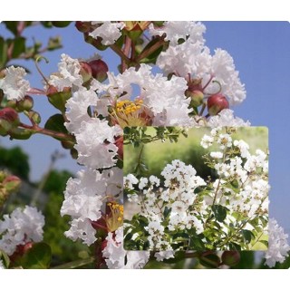 Lagerstroemia Biała pięknie kwitnący krzew Hit !!