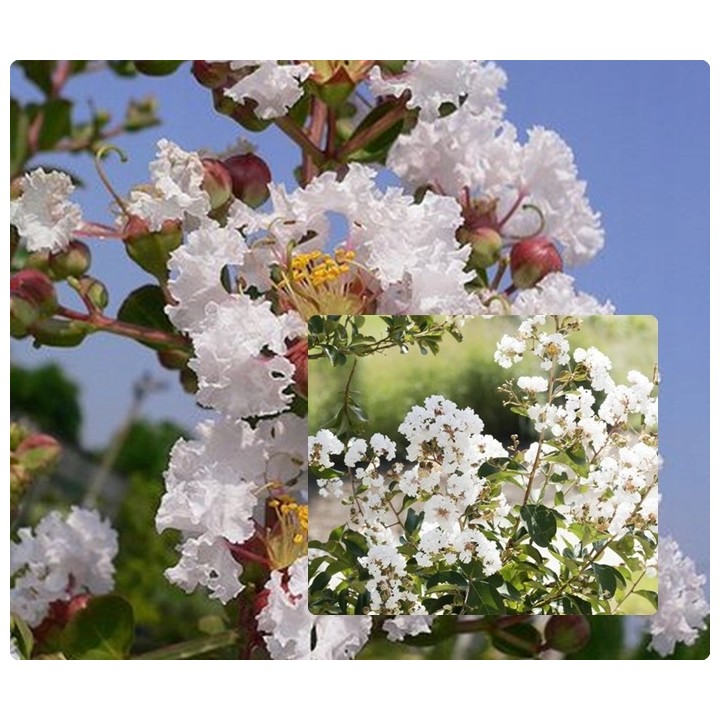 Lagerstroemia Biała pięknie kwitnący krzew Hit !!