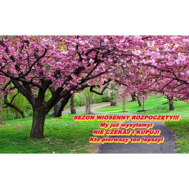 Lagerstroemia Biała pięknie kwitnący krzew Hit !!