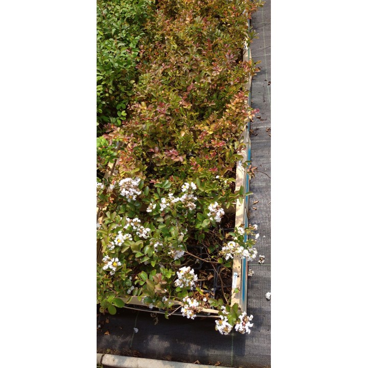 Lagerstroemia Biała pięknie kwitnący krzew Hit !!