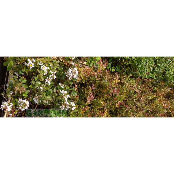 Lagerstroemia Biała pięknie kwitnący krzew Hit !!